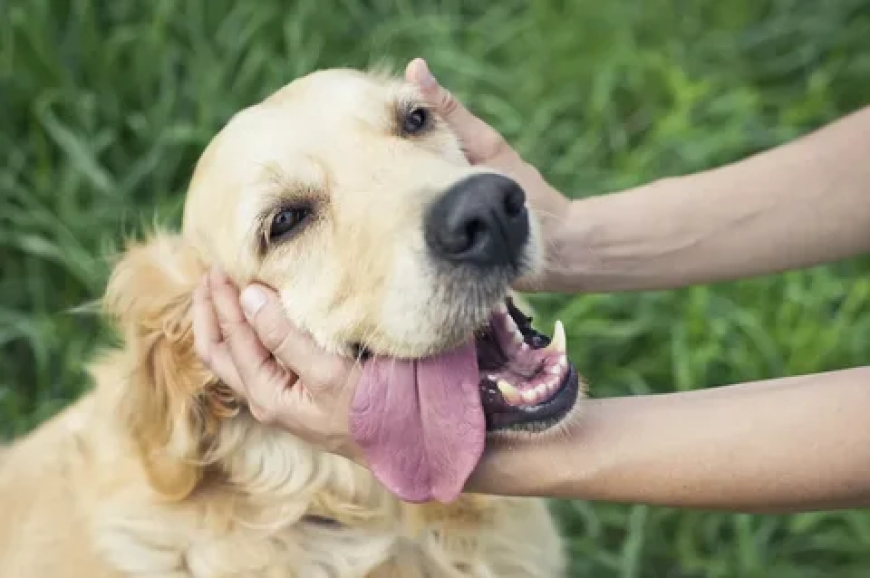 Dogs Have ADHD-Surprising Signs Your Pup Might Be Hyper