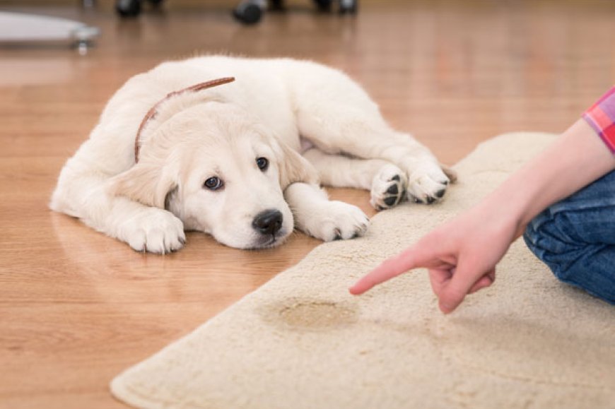 Pet Stain & Odor Removal Aurora, CO