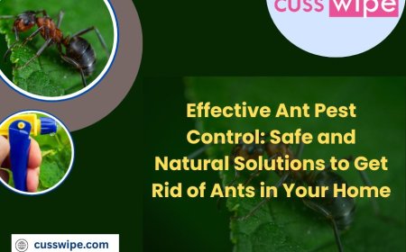 Effective Ant Pest Control: Safe and Natural Solutions to Get Rid of Ants in Your Home
