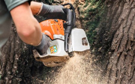 Tree Pruning: The Essential Guide to Healthy, Beautiful Trees