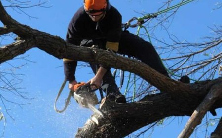 The Ultimate Guide to Tree Pruning: Tips, Techniques & Timing