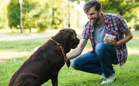 How Bark Busters Revolutionized Dog Training in Los Angeles