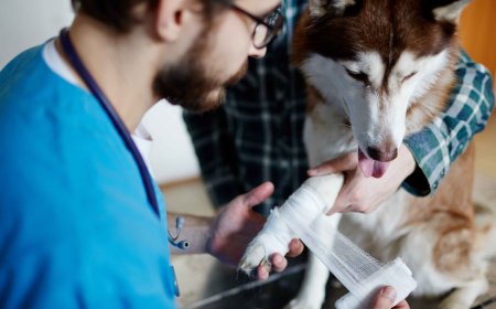 Recognizing and Responding to a Pet Cancer Emergency  What Every Pet Parent Should Know