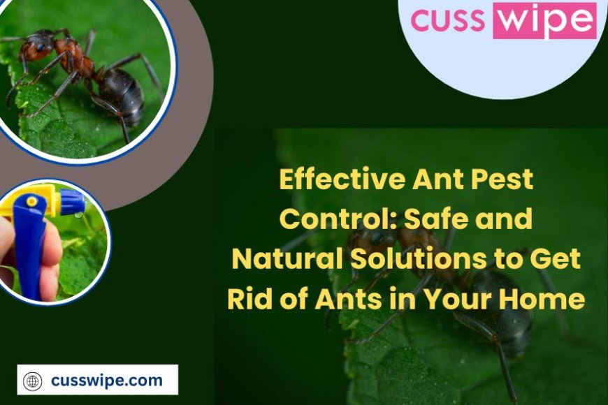 Effective Ant Pest Control: Safe and Natural Solutions to Get Rid of Ants in Your Home