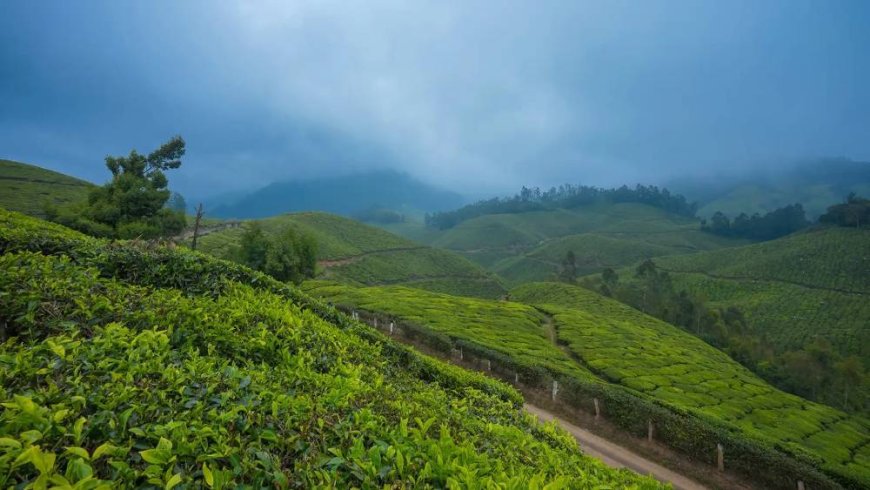 Munnar Magic: A Serene Journey through Nature’s Canvas