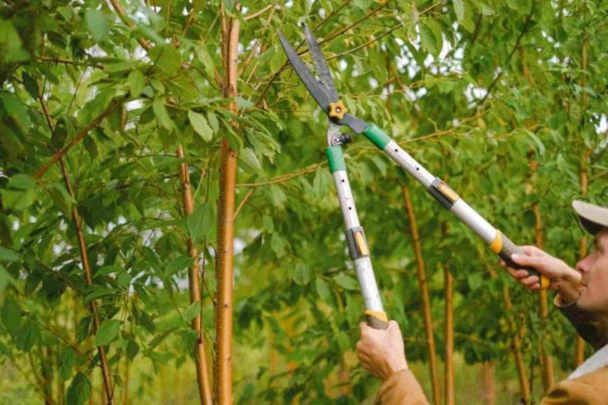 Tree Pruning – A Complete Guide to Healthy, Beautiful Trees