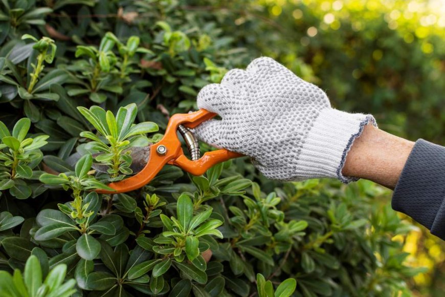 Tree Pruning: The Secret to Healthy, Thriving Trees