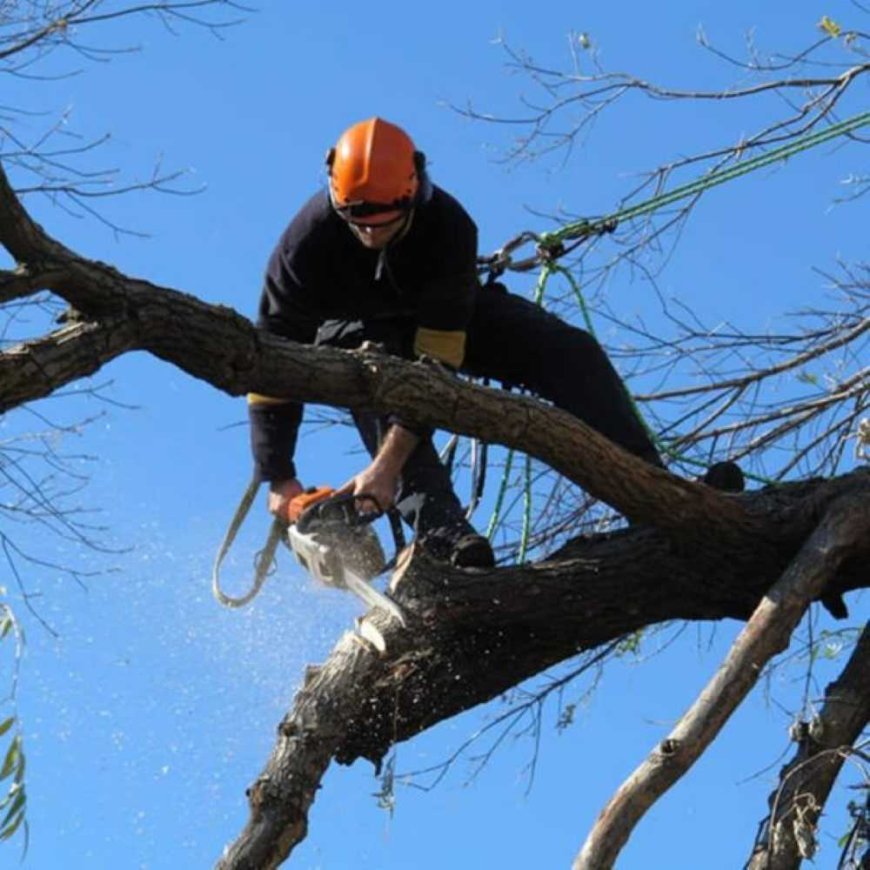 The Ultimate Guide to Tree Pruning: Tips, Techniques & Timing