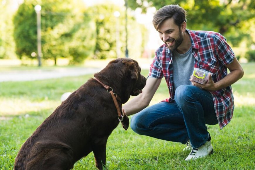 How Bark Busters Revolutionized Dog Training in Los Angeles
