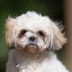 crustywhitedog